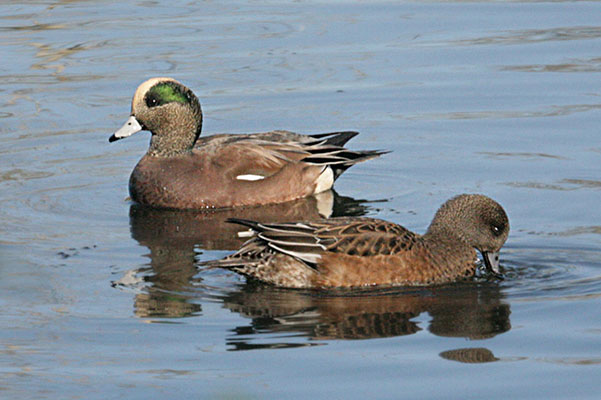 Anas americana - The American Wigeon