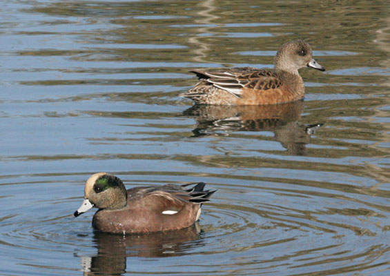 Anas americana - The American Wigeon