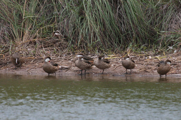 Anas bahamensis - The White-cheeked Pintail