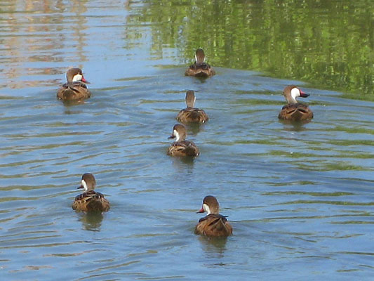 Anas bahamensis - The White-cheeked Pintail