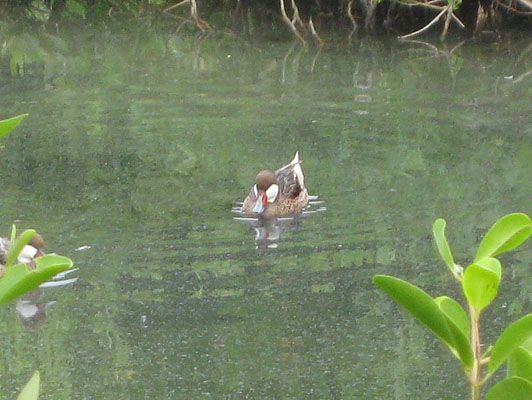 Anas bahamensis - The White-cheeked Pintail