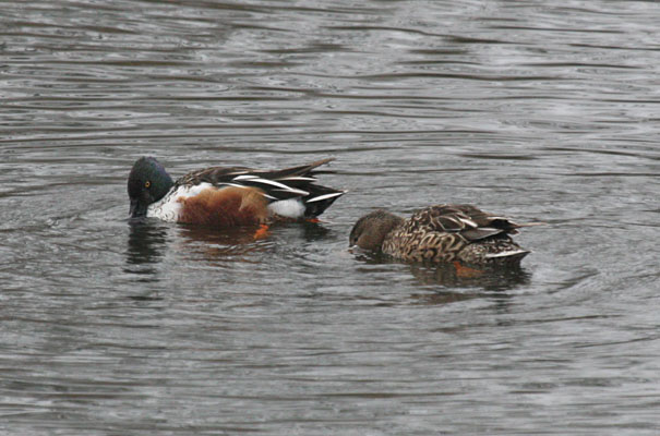 Anas clypeata - The Northern Shoveler