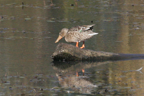 Anas clypeata - The Northern Shoveler