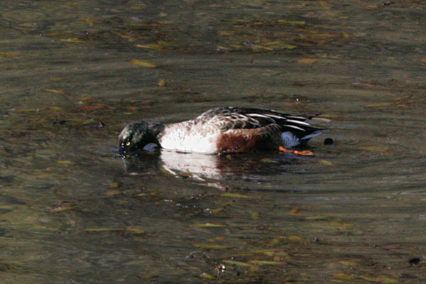 Anas clypeata - The Northern Shoveler