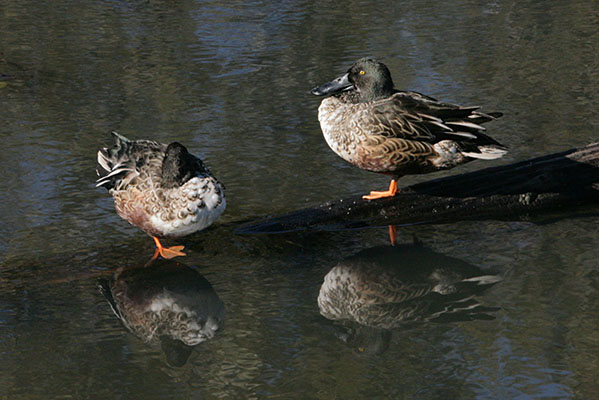 Anas clypeata - The Northern Shoveler