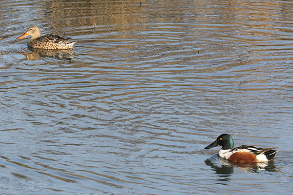 Anas clypeata - The Northern Shoveler