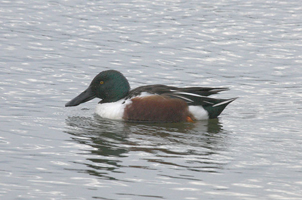 Anas clypeata - The Northern Shoveler