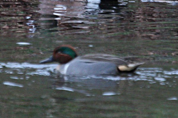 Anas crecca - The Green-winged Teal