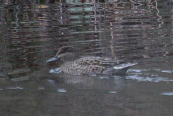 Anas crecca - The Green-winged Teal