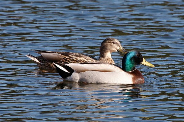 Anas platyrhynchos - The Mallard