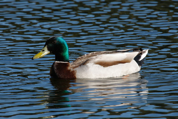 Anas platyrhynchos - The Mallard