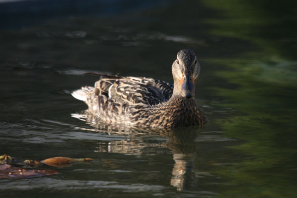 Anas platyrhynchos - The Mallard