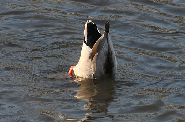 Anas platyrhynchos - The Mallard