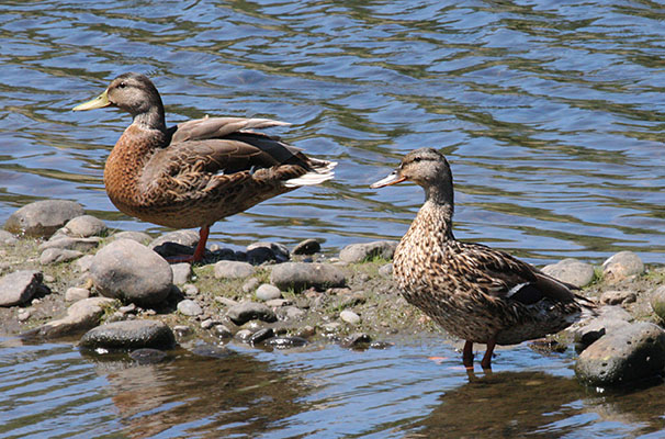 Anas platyrhynchos - The Mallard