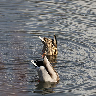 Anas platyrhynchos - The Mallard