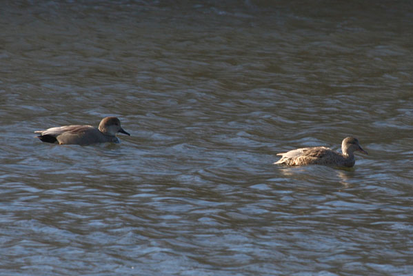 Anas s. strepera - The Gadwall