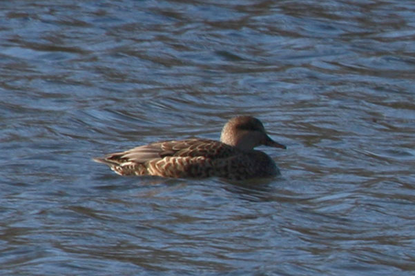 Anas s. strepera - The Gadwall