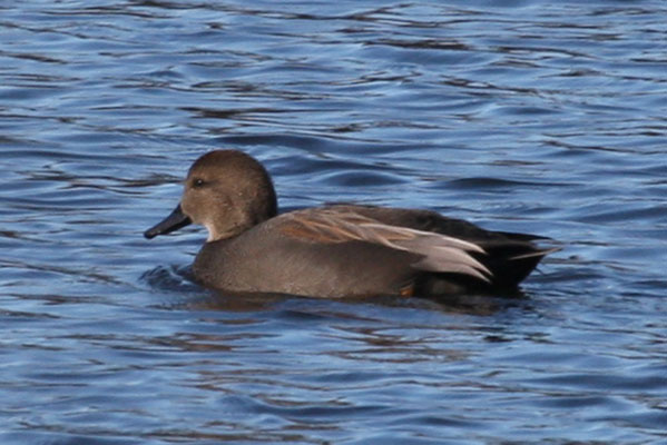 Anas s. strepera - The Gadwall