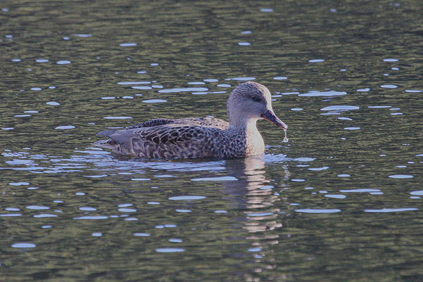 Anas s. strepera - The Gadwall