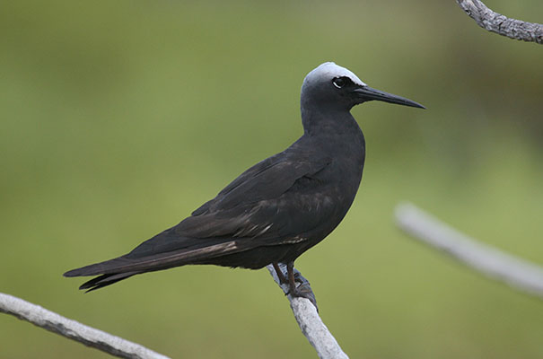 Anous m. minutus - The Black Noddy