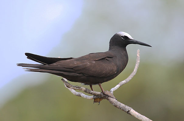 Anous m. minutus - The Black Noddy