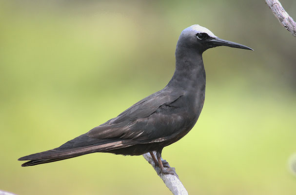 Anous m. minutus - The Black Noddy