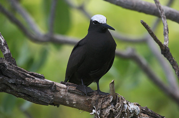 Anous m. minutus - The Black Noddy