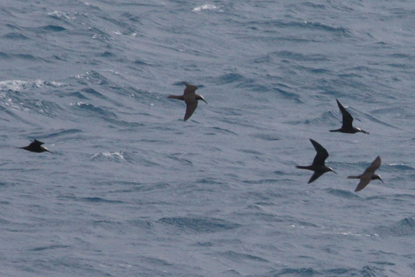 Anous stolidus - The Brown Noddy