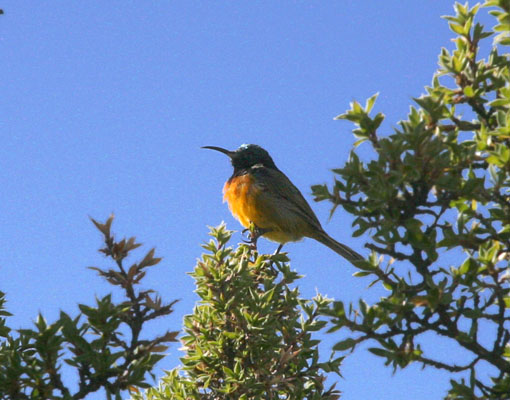 Anthobaphes violacea - The Orange-breasted Sunbird