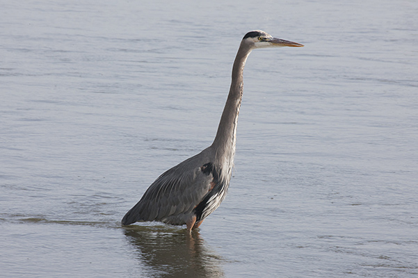 Antigone canadensis - The Sandhill Crane