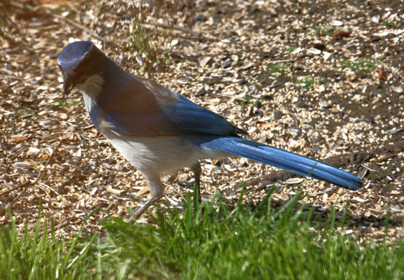 Aphelocoma californica - The Western Scrub Jay