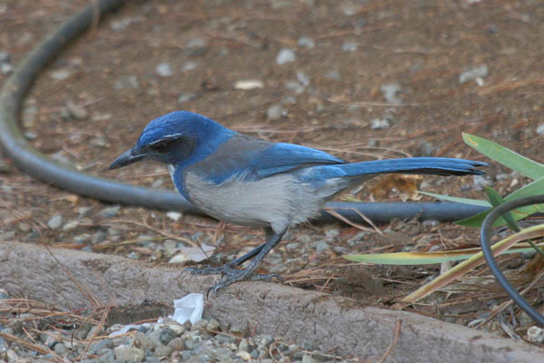 Aphelocoma californica - The Western Scrub Jay