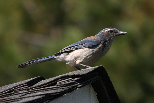 Aphelocoma californica - The Western Scrub Jay