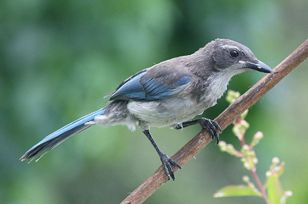 Aphelocoma californica - The Western Scrub Jay