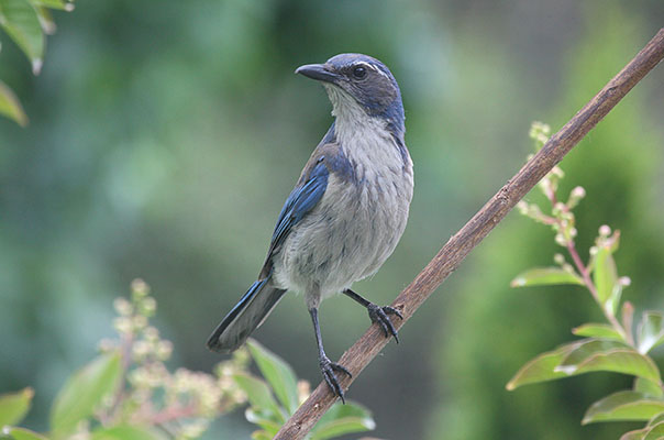 Aphelocoma californica - The Western Scrub Jay