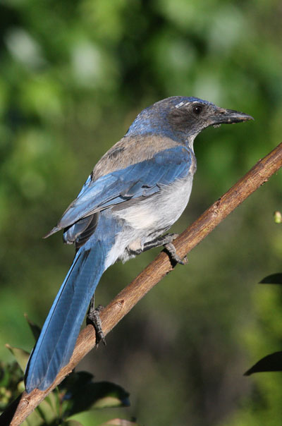 Aphelocoma californica - The Western Scrub Jay