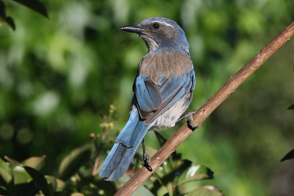 Aphelocoma californica - The Western Scrub Jay