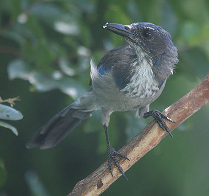 Aphelocoma californica - The Western Scrub Jay