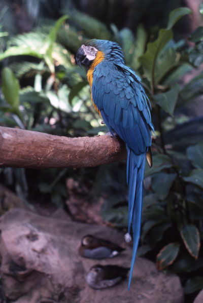 Ara ararauna - The Blue and Gold Macaw