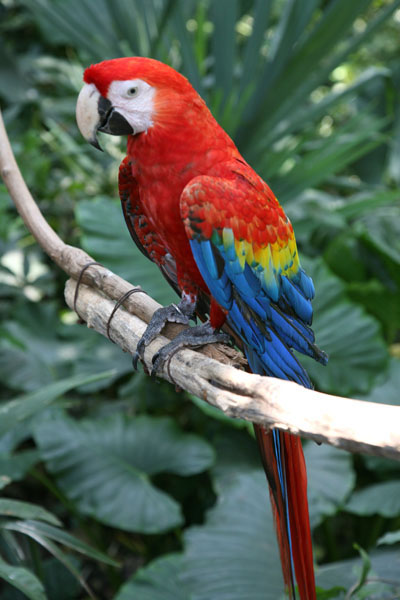 Ara macao - The Scarlet Macaw