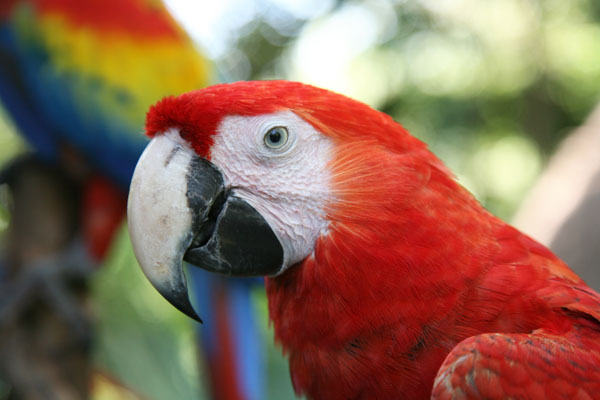 Ara macao - The Scarlet Macaw