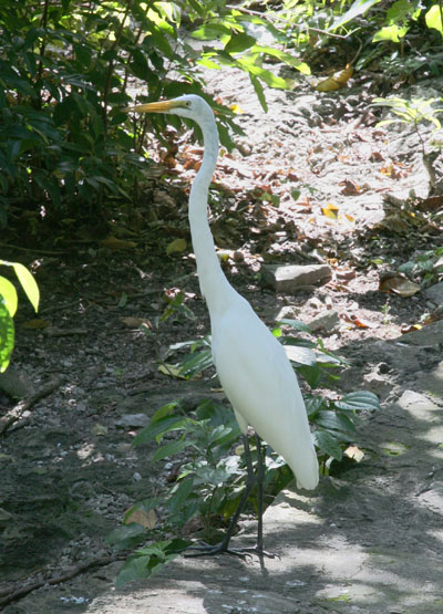 Ardea alba egretta (Gmelin, 1789) - The Great Egret