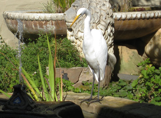 Ardea alba egretta (Gmelin, 1789) - The Great Egret