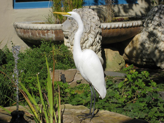 Ardea alba egretta (Gmelin, 1789) - The Great Egret