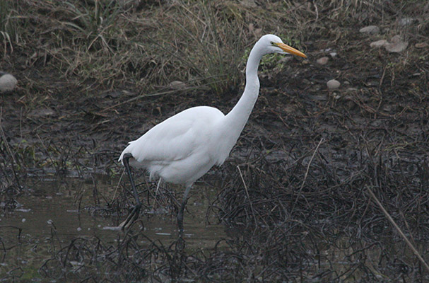 Ardea alba egretta (Gmelin, 1789) - The Great Egret