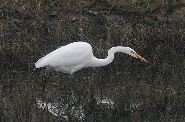 Ardea alba egretta (Gmelin, 1789) - The Great Egret