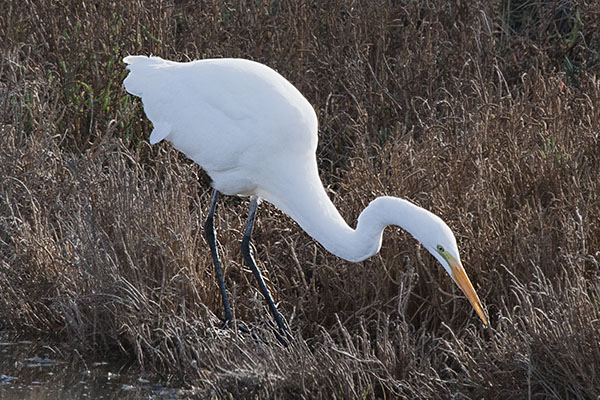 Ardea alba egretta (Gmelin, 1789) - The Great Egret