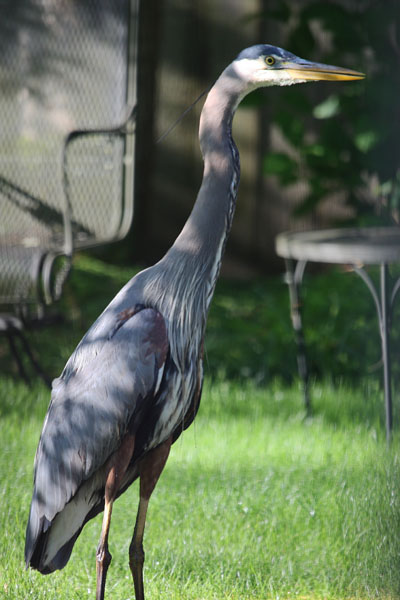 Ardea herodias herodias - The Great Blue Heron