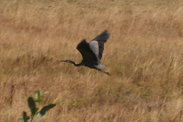 Ardea herodias herodias - The Great Blue Heron