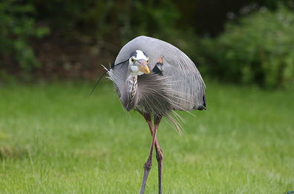 Ardea herodias herodias - The Great Blue Heron